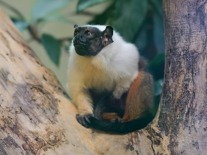 foto de tamarino calvo