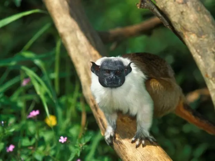 imagen saguinus bicolor
