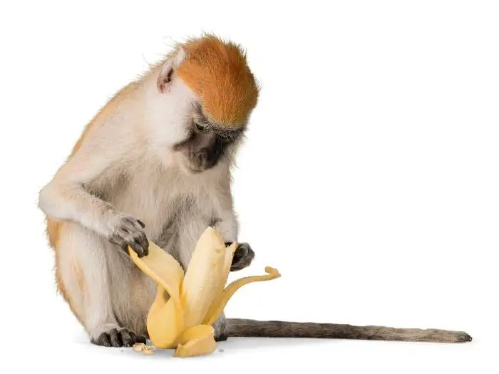 mono comiendo platano
