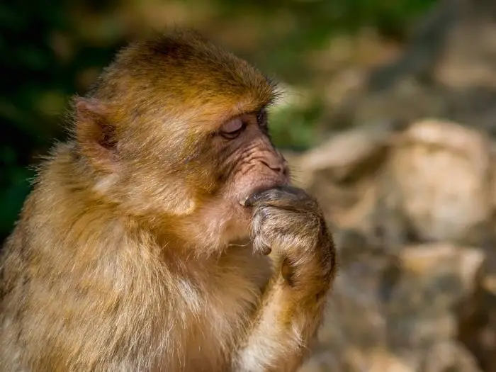 mono pensando