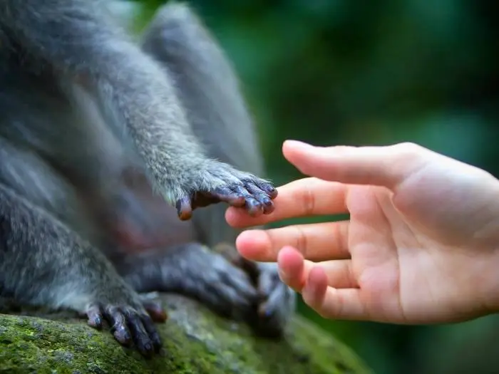 mono y humano