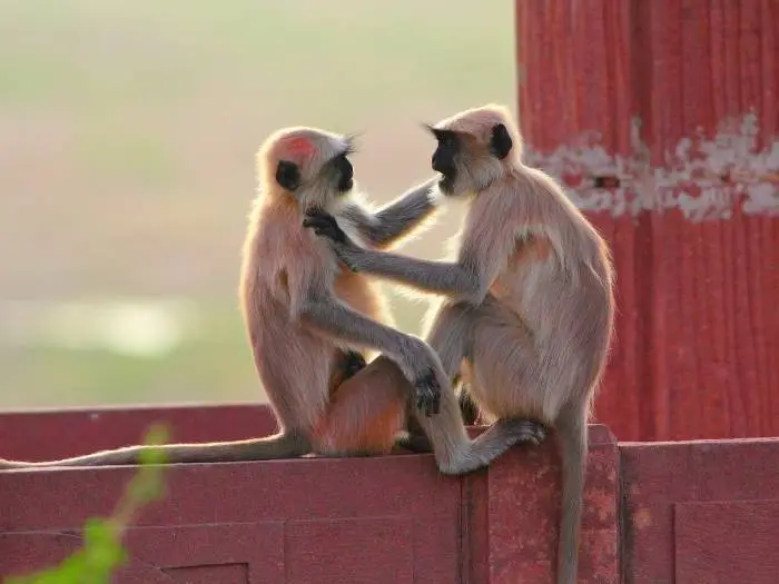 monos hablando