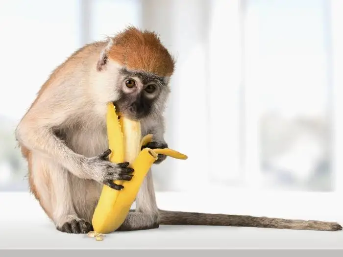 porque los monos comen bananas
