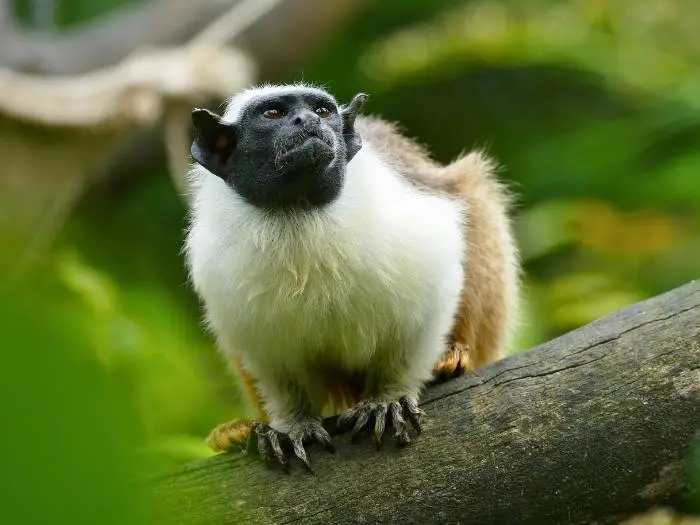 tamarino calvo