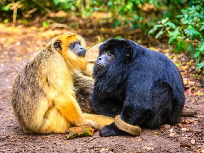 monos aulladores