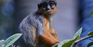 piliocolobus badius