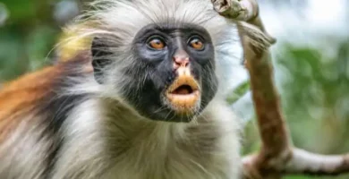 piliocolobus kirkii