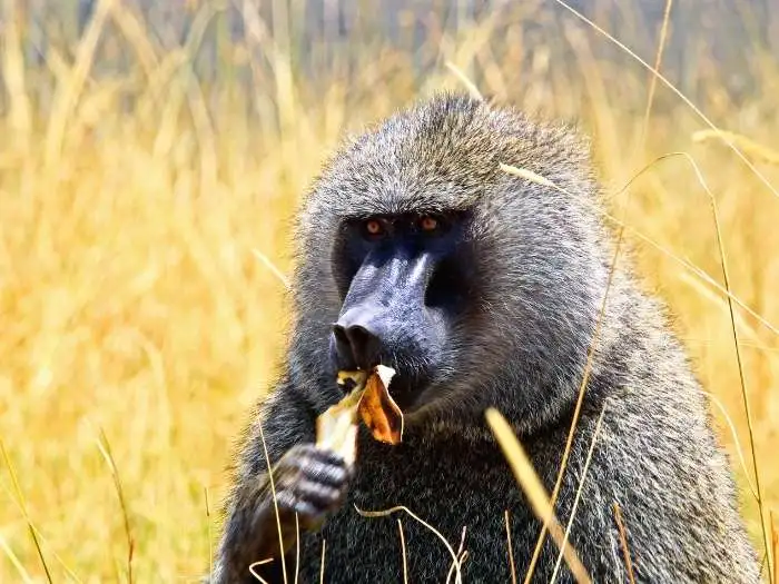 babuino comiendo